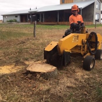 Stump grinding removal