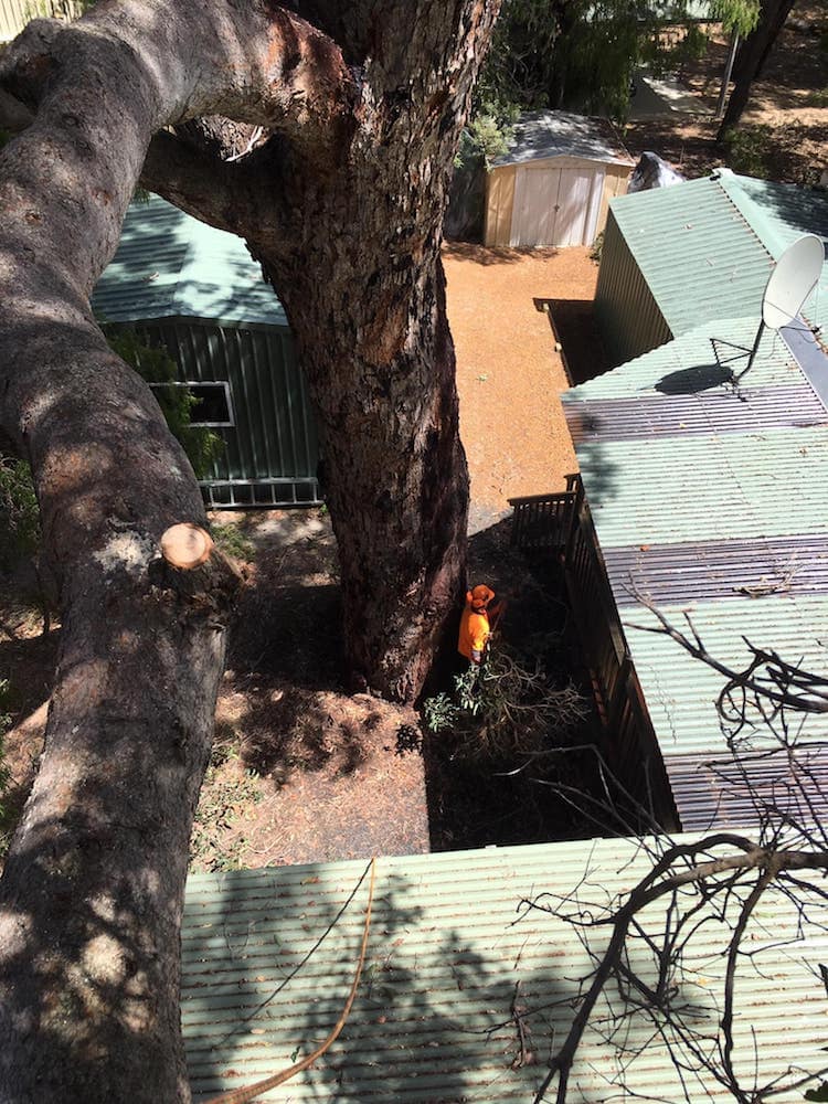 Confined space tree removal