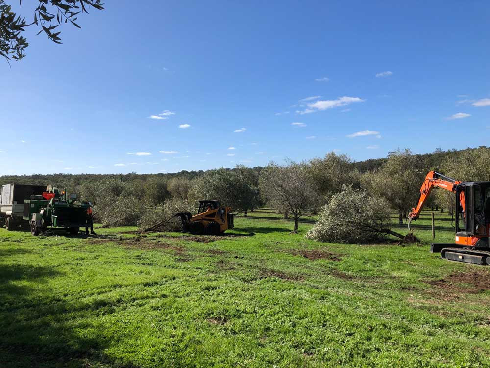 Orchard removal