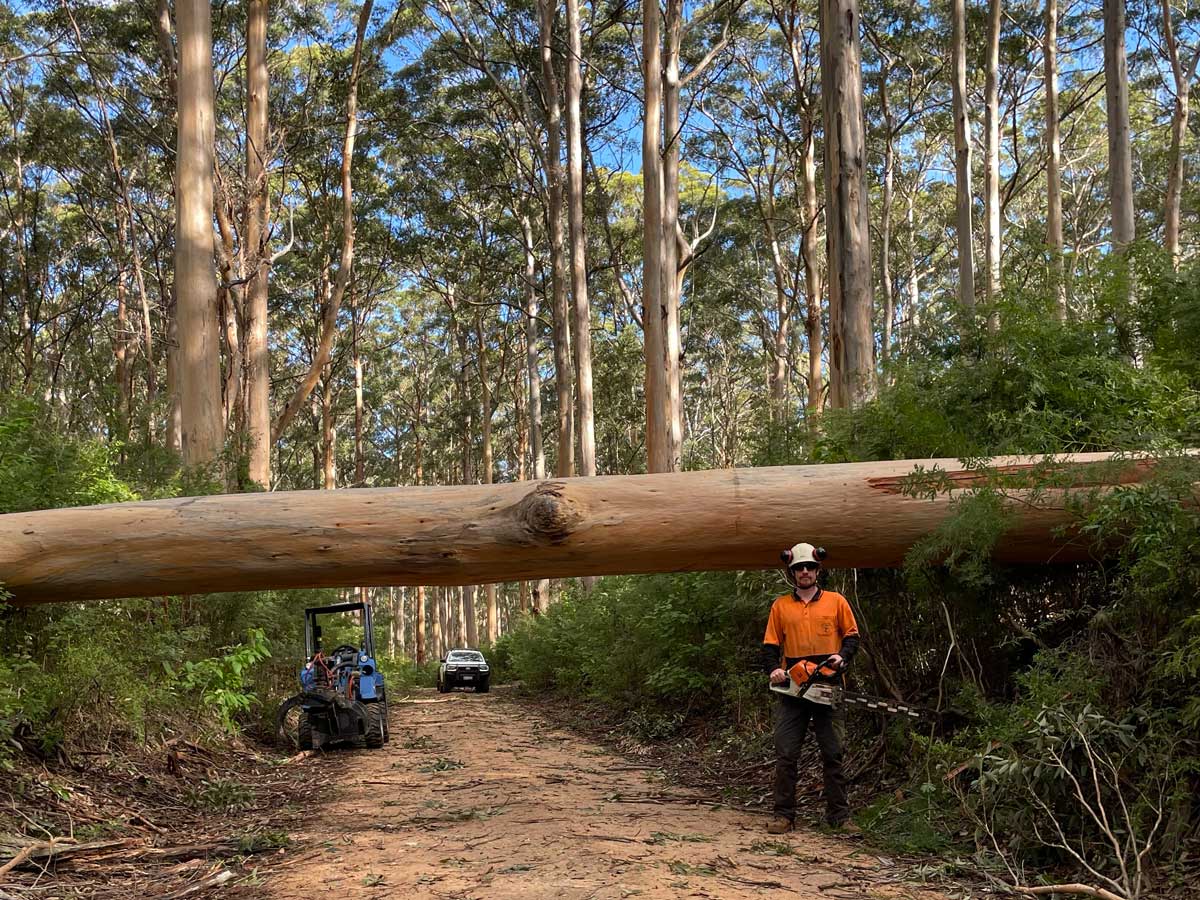Emergency tree services for storm-damaged and hazardous trees