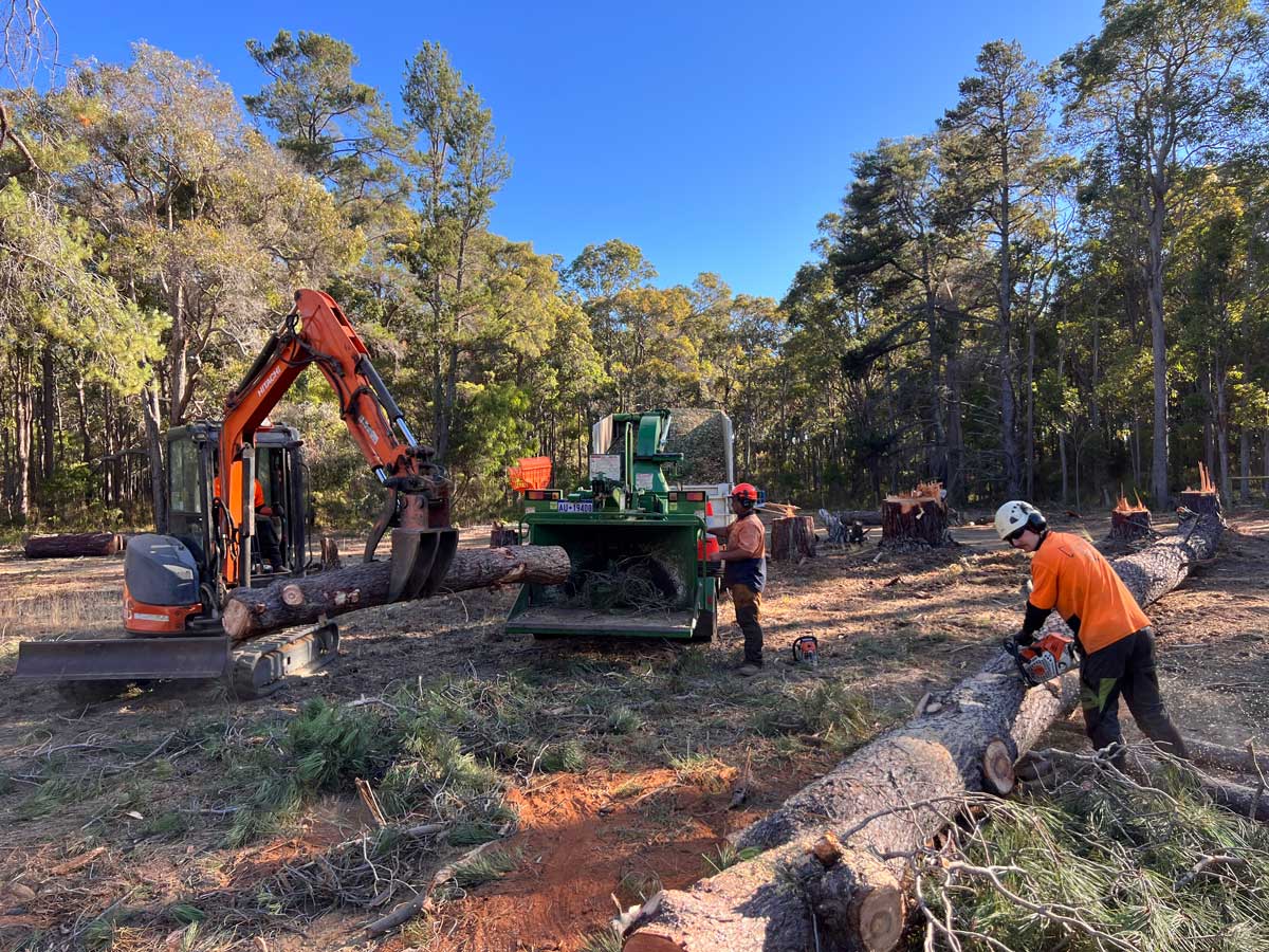 Land-Clearing-Margaret-River Arborist-led land clearing retaining carbon through mulching