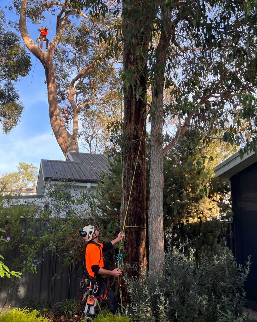 Arborist consulting a homeowner about a mature tree in a residential garden