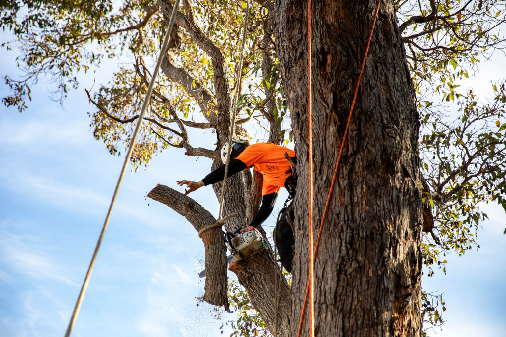 Arborist Pruning Gum Tree Margaret River Family-run arborist team working on a South West property