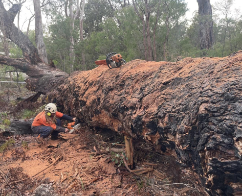 Emergency tree services for storm-damaged and hazardous trees