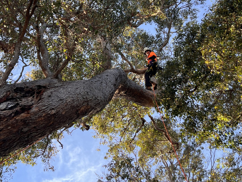 Fire Break Compliance Clearing South West Family-run arborist team working on a South West property