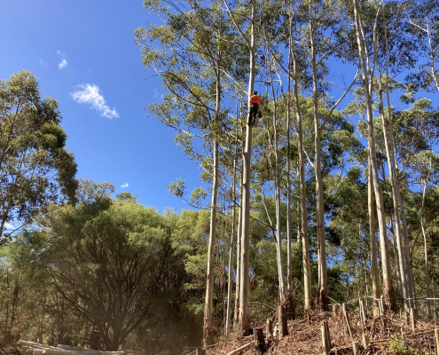 Arborist-led land clearing retaining carbon through mulching