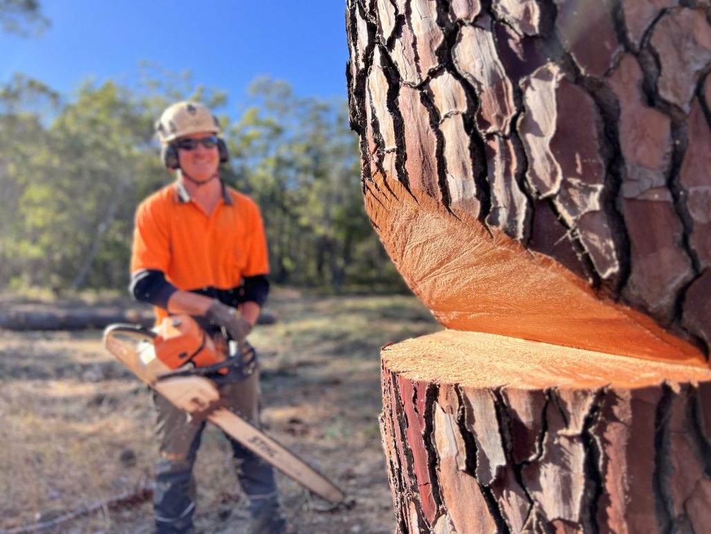 Safe Tree Removal South West Wa Professional tree removal in progress in the Margaret River region