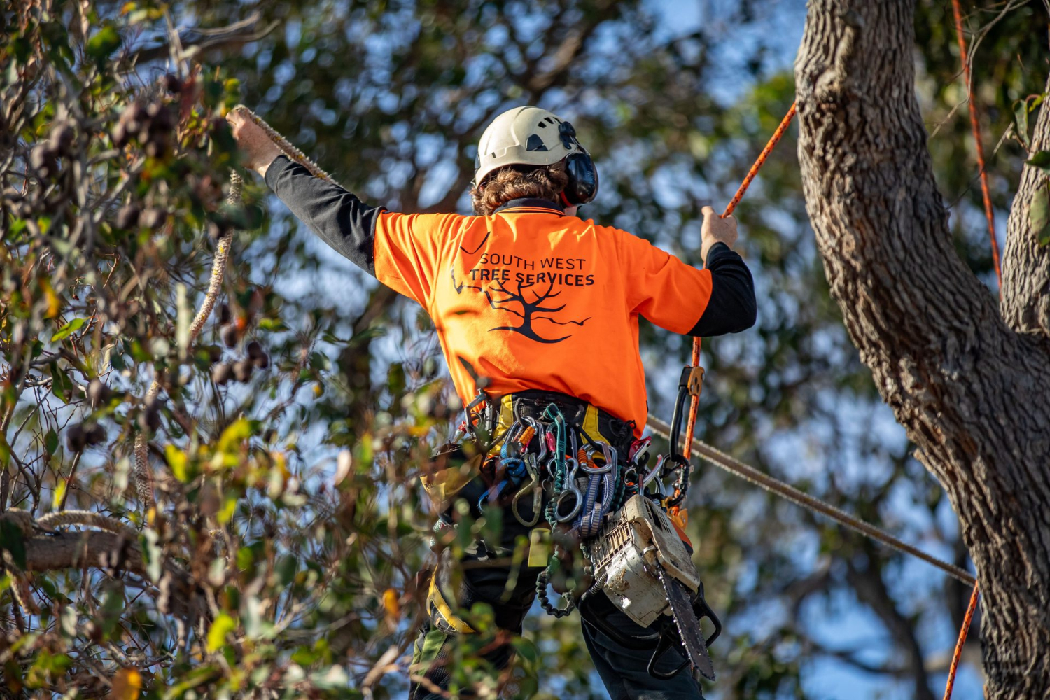 South West Tree Services arborist climbing with harness and chainsaw