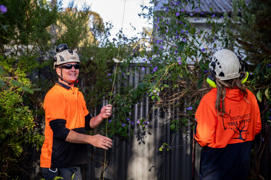 South West Tree Services Team At Work South West Tree Services arborist at work in the South West