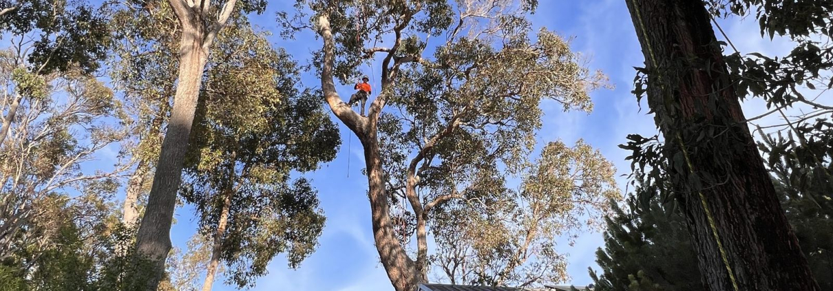 Tree care and landscape work in South West Western Australia