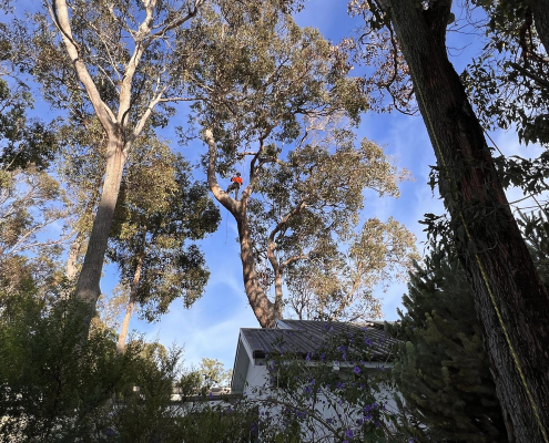 Tree care and landscape work in South West Western Australia