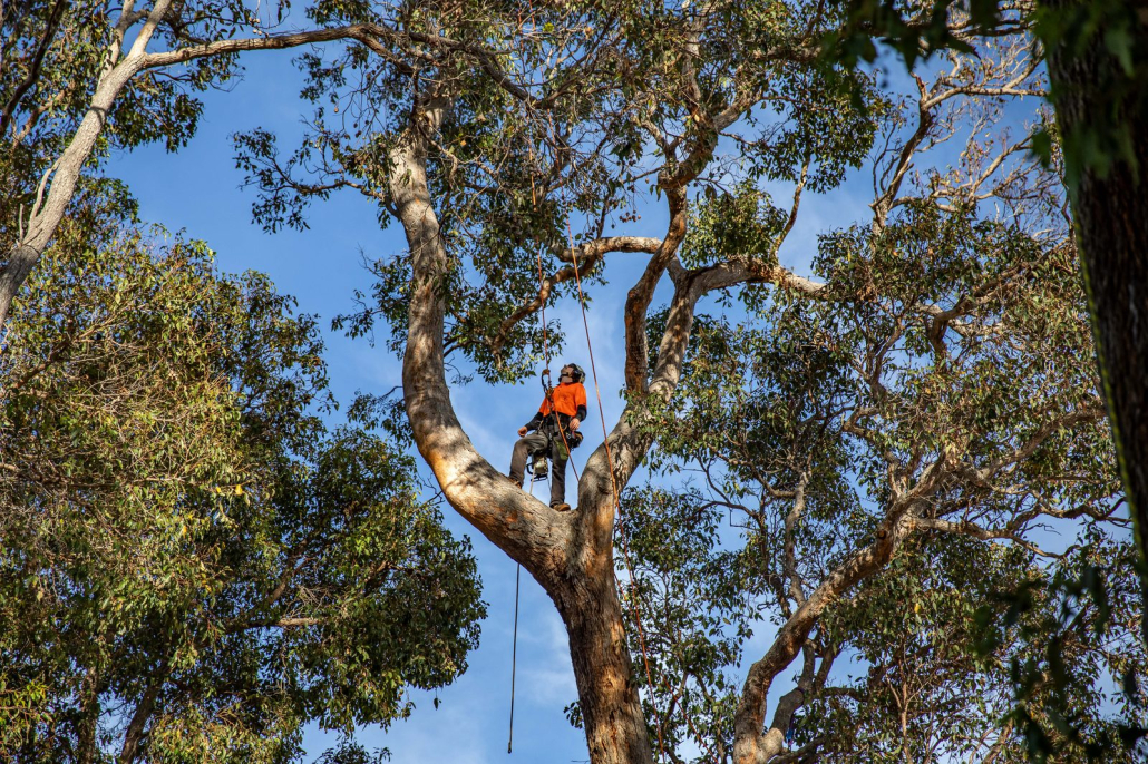 Tree Health Risk Assessment Arborist Arborist conducting a tree health and risk assessment