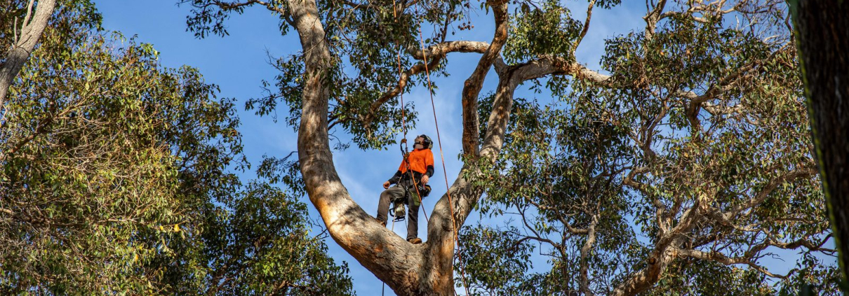 Arborist conducting a tree health and risk assessment