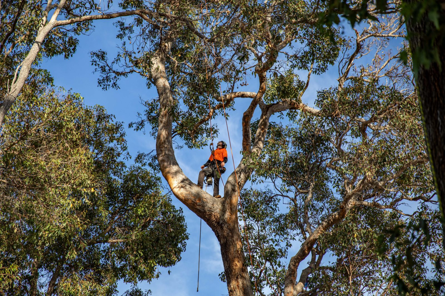 Arborist conducting a tree health and risk assessment