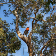 Tree Health Risk Assessment Arborist Arborist conducting a tree health and risk assessment