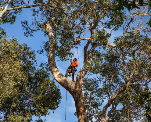 Arborist conducting a tree health and risk assessment
