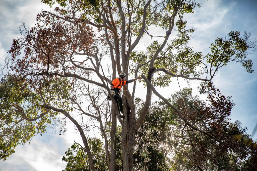 Arborist pruning and trimming a large tree canopy