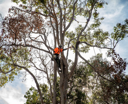 Arborist pruning and trimming a large tree canopy