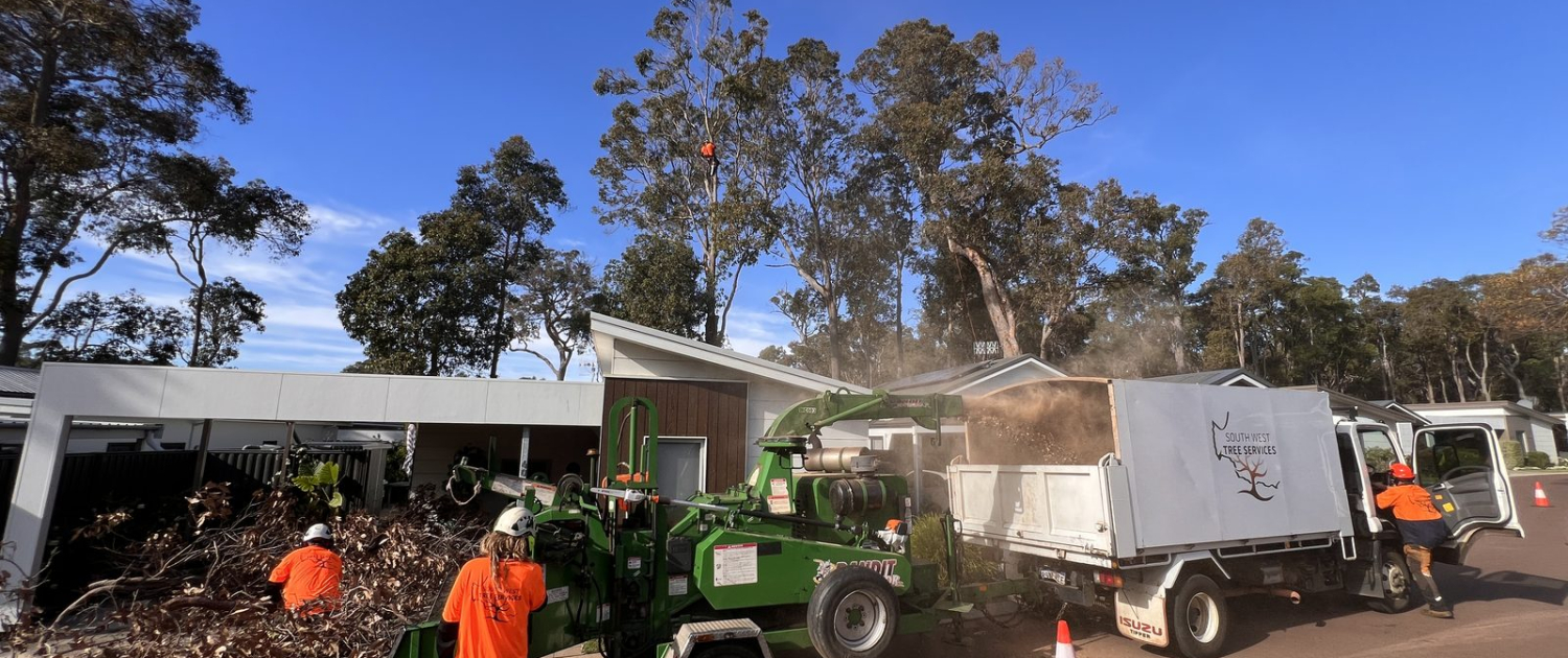 Professional tree removal in progress in the Margaret River region