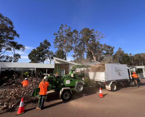 Professional tree removal in progress in the Margaret River region