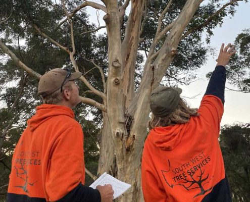 Vine and orchard removal for property redevelopment