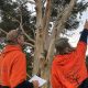 arborist report