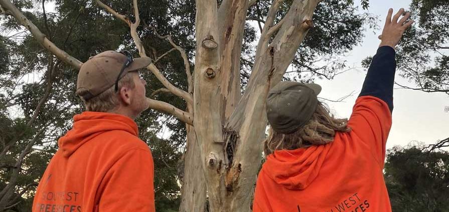 arborist report