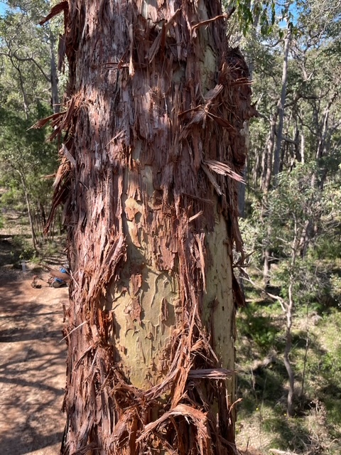 Parrots stripping bark