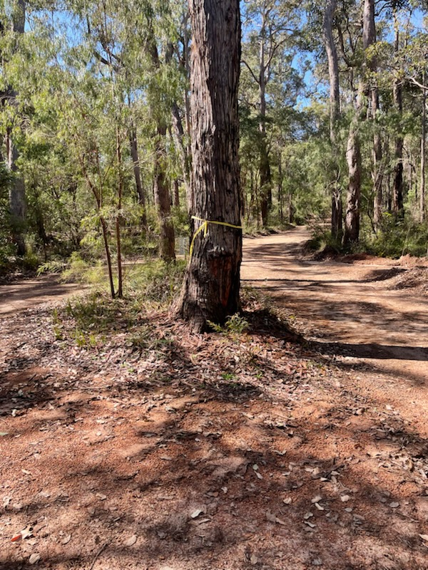 Parrots stripping bark