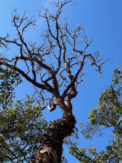 Parrots stripping bark